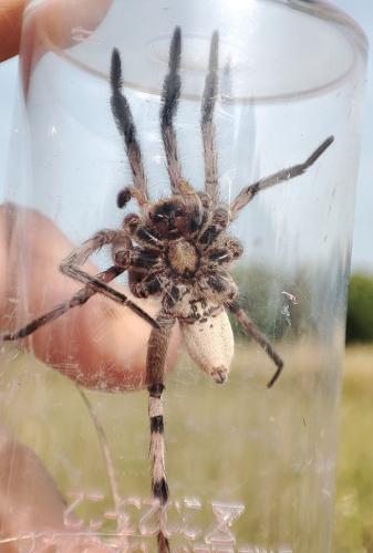 Hogna radiata